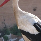 Marrakesh 2011 - stork